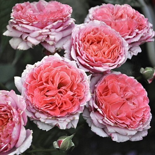 Лоран каброль роза фото описание