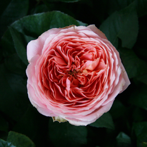 Розы пионовидные Romantic Antik от 9шт