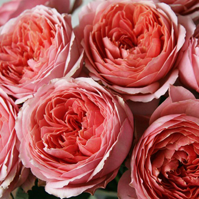 Розы пионовидные Romantic Antik от 9шт