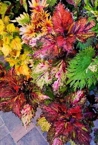 Ясмин Тай колеус КСР