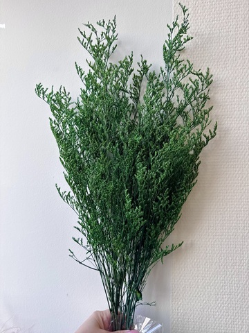 Кермек Темно-зеленый