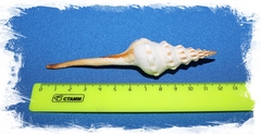 Fusinus colus﻿ размер