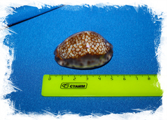 Ципрея макулифера (Mauritia maculifera)