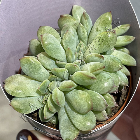 Эхеверия Апус Кристата Кристата d6