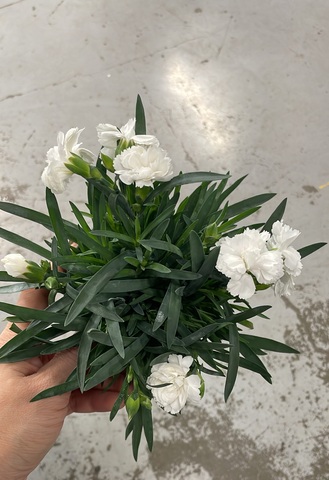 Гвоздика Оскар Микс