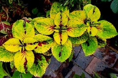 Фантом Тай колеус КСР