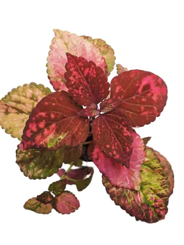 Форвард ТМ колеус