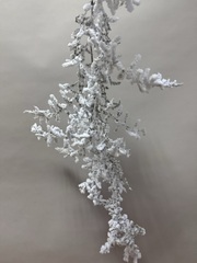 Аспарагус Wild White Flock 1 ветка