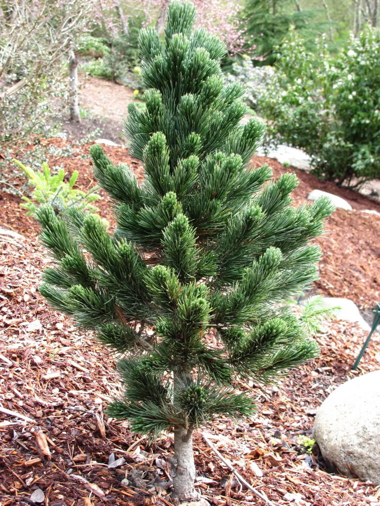 Семена Сосна остистая Pinus aristata