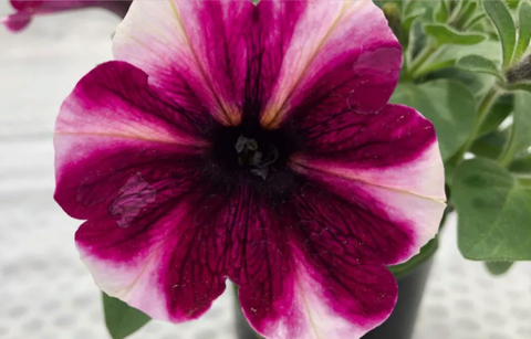 32480 Петуния BONNIE MAGENTA STAR (ВЕСНА 2025)