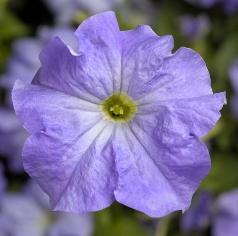 S6035 Петуния кустовая Grandiflora TriTunia Sky Blue 10шт.