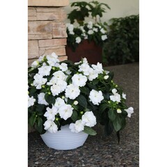 1124 Бальзамин НГ WILD ROMANCE WHITE