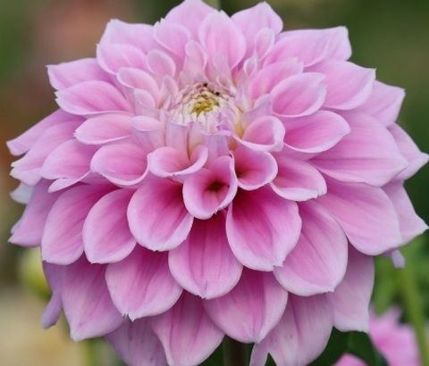 Георгин Свит Лове (Sweet Love)