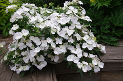 №12 Укорененный черенок Гортензия крупнолистовая РЕНЕВЕЙ БРАЙД (Hydrangea macrophylla 