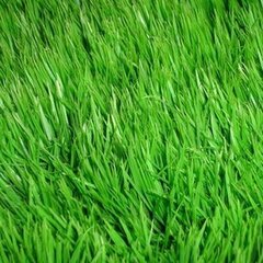 Семена газонной травы настоящий универсальный 1кг