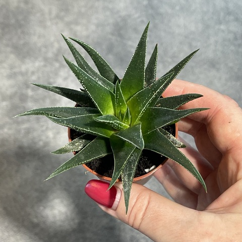 Хавортия Хербацея d5