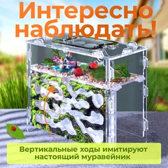 муравьиная ферма