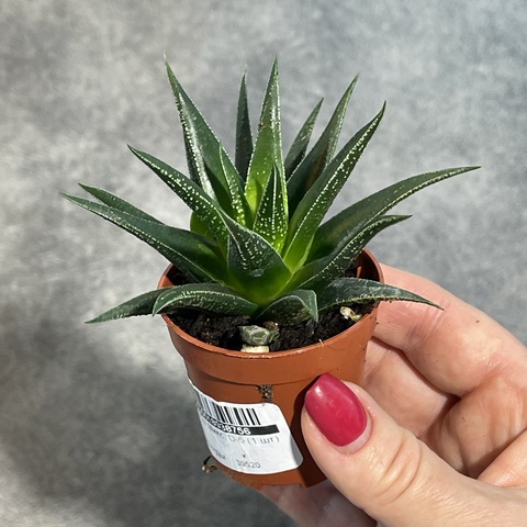 Хавортия Хербацея d5