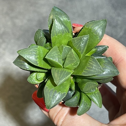 Хавортия Ретуза d5