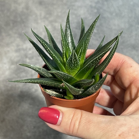 Хавортия Хербацея d5