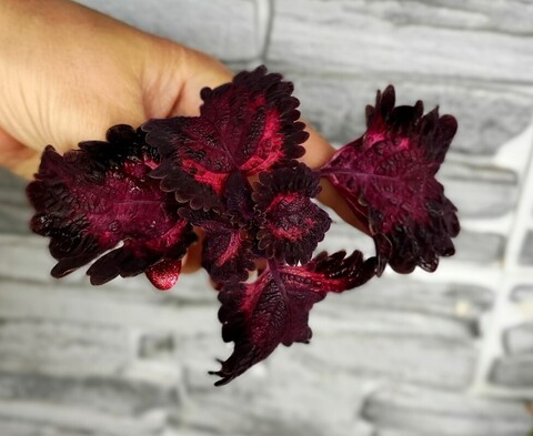 Брусничный морс АГ колеус