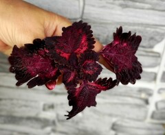 Брусничный морс АГ колеус