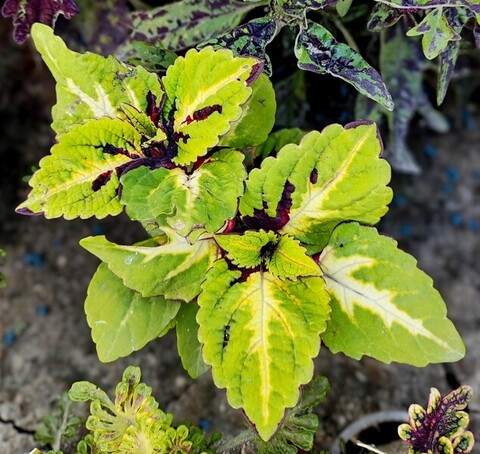 Флешмоб колеус КСР