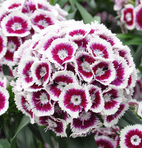 S3113 Гвоздика турецкая Sweet Purple White Bicolor 5шт.