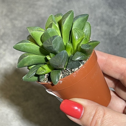 Хавортия Ретуза d5