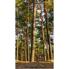 Панель ПВХ фотопечать Сосновый лес 2700х250 мм