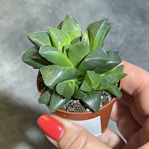 Хавортия Ретуза d5