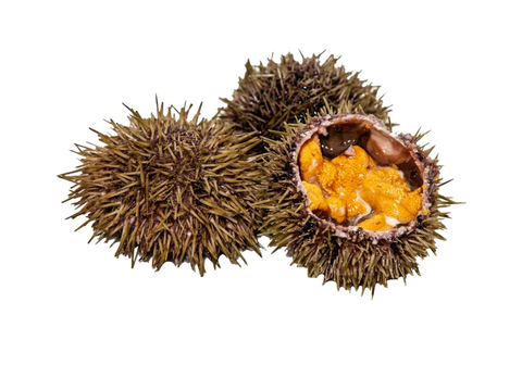 Морской ёж ЖИВОЙ, 2шт