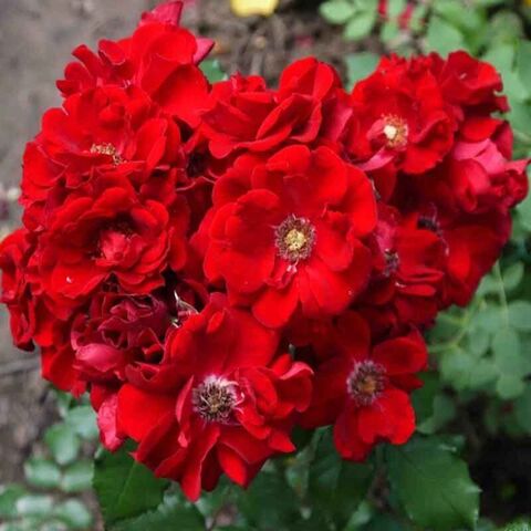 Ротер Корсар(Roter Korsar)