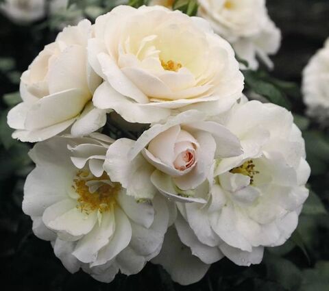 Сириус(Sirius)