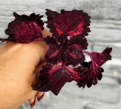 Брусничный морс АГ колеус