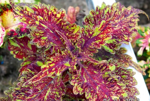 Звёздное небо колеус