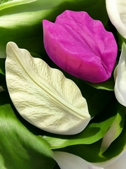 Молды пластиковые+Вайнеры силиконовые лепестки лилии 