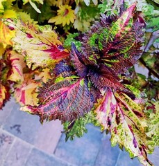 Ясмин Тай колеус КСР