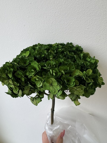 Гортензия стабилизированная сортовая Сочная зелень (12-15см)