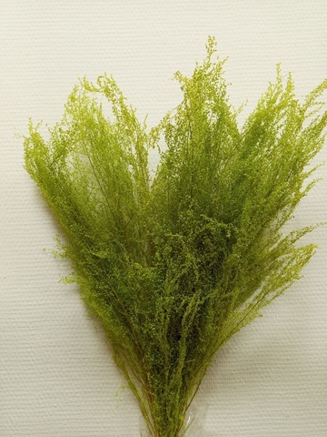 Штоб стабилизированный Весенняя зелень