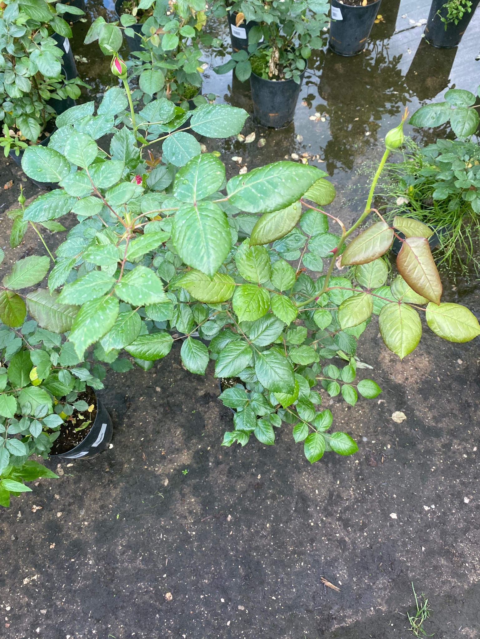 Роза Плетистая – купить за 1990 руб | Растения, цветы и декор интерьера