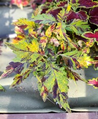 Rainbow Colors Тай колеус
