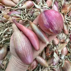 Лук шалот "О, Батат", 500 г (цена указана за 500г, вес может отличаться)