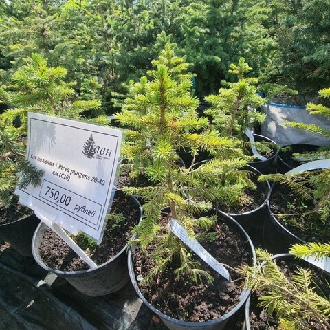 Ель колючая | Picea pungens 20-40 см (С10)