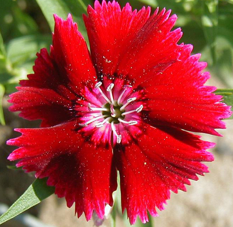 S3114 Гвоздика турецкая Sweet Scarlet 5шт.