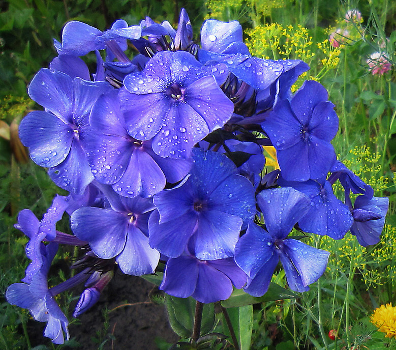 Blue boy флокс фото