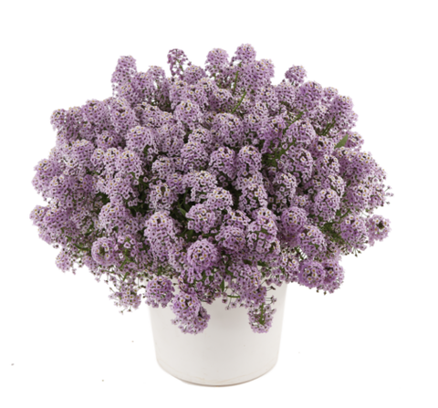 2421 Алиссум STREAM COMPACT VIOLET