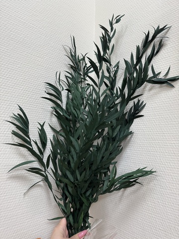 Эвкалипт Парвифолия (вытянутые листья) стаб. Зелёный