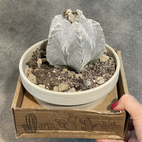 Астрофитум Онзука в керамике d15