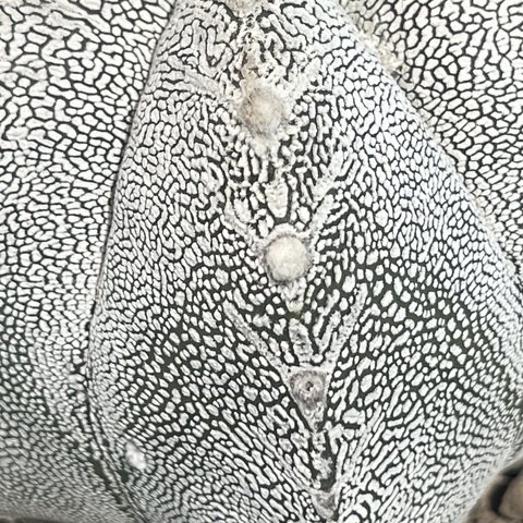 Астрофитум Онзука в керамике d15